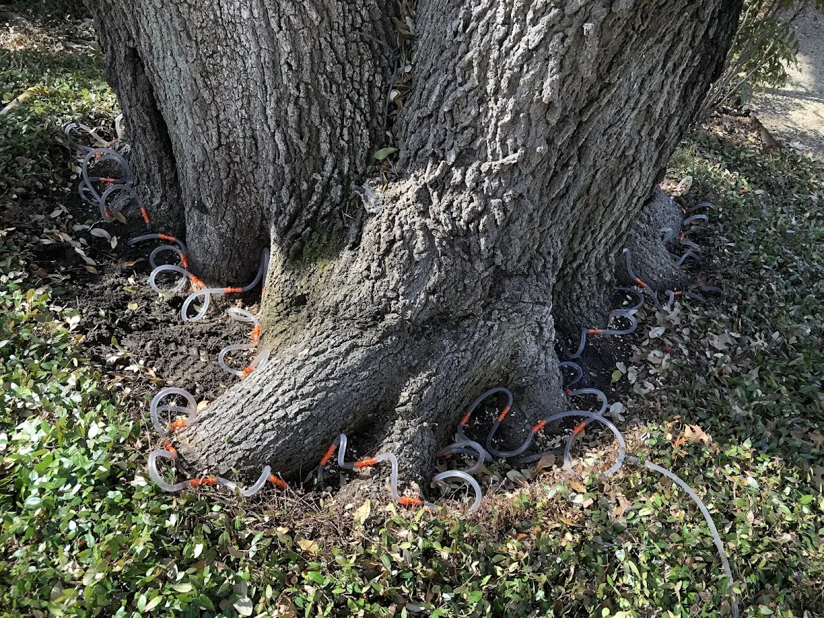 Detailed Tree Cabling and Bracing job site in Branford