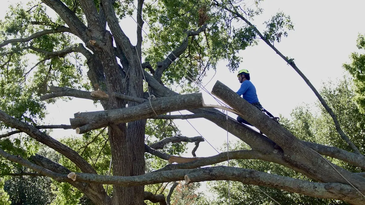 Professional Crown Thinning performed by certified arborists in Branford